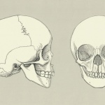 Skull of a Four Year Old