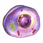 The Animal Cell