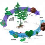 Life Cycle of a Fern