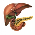 Liver, Gall bladder, Pancreas